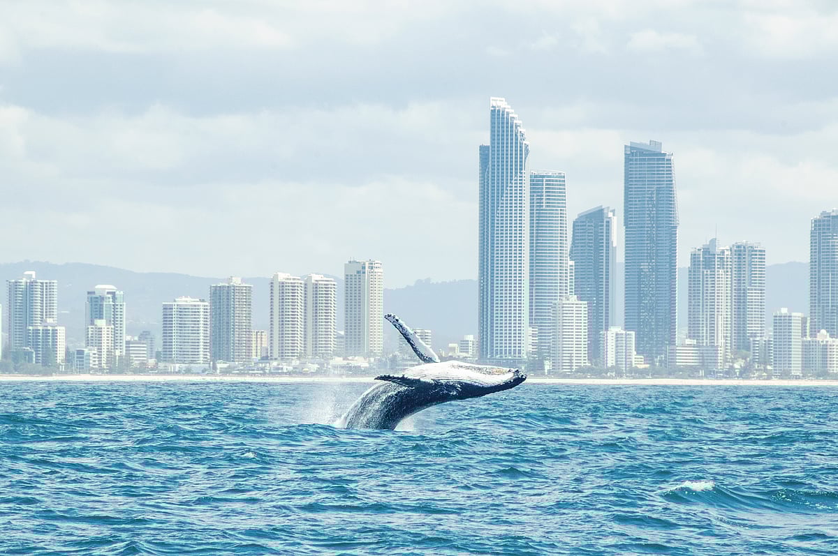 Whale at Gold Coast, Australia