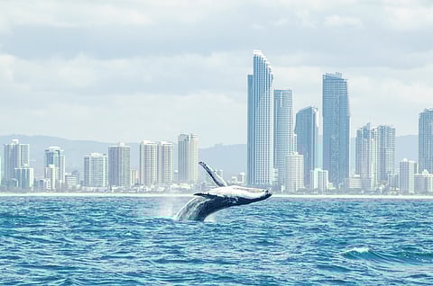 Whale at Gold Coast, Australia