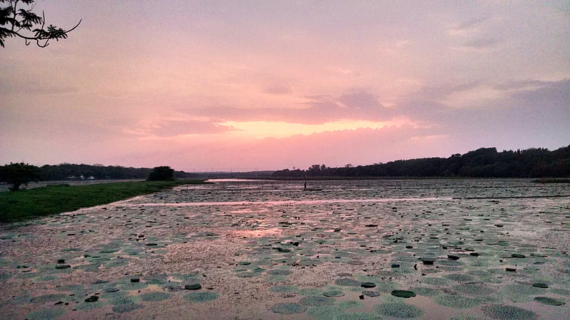 This horseshoe-shaped water body is Odishas largest natural freshwater lake