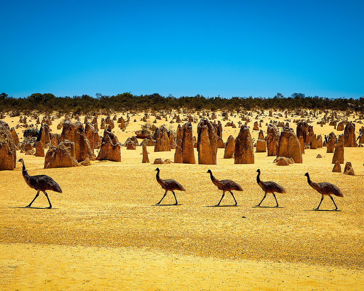 Emus at The Pinnacles