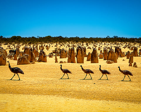 Emus at The Pinnacles