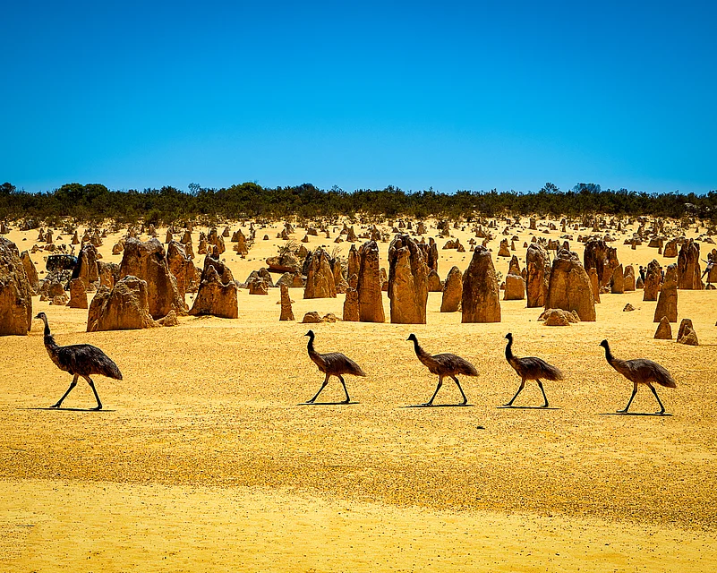 Emus at The Pinnacles