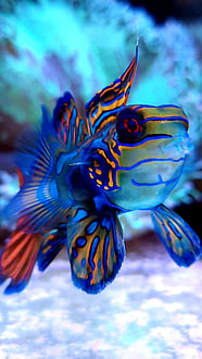 Beautiful Fishes For Home Aquarium Beautiful Fishes For Home Aquarium