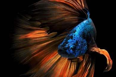 Shutterstock : Bettafish