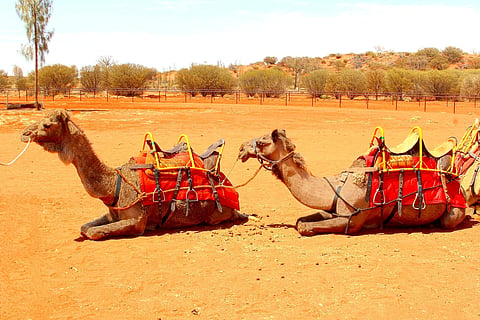 Camels at Uluru-Kata Tjuta National Park