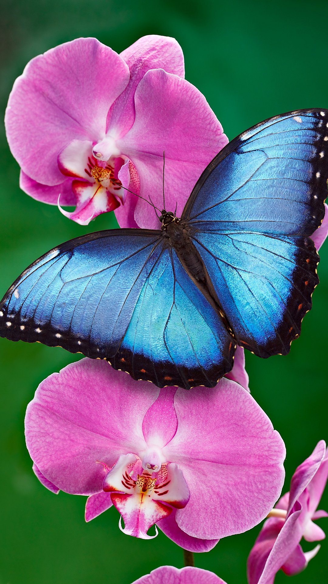 Blue Morpho Butterfly