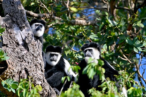 Black and white colobuses