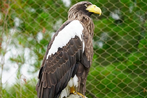 Pallas's Fish Eagle