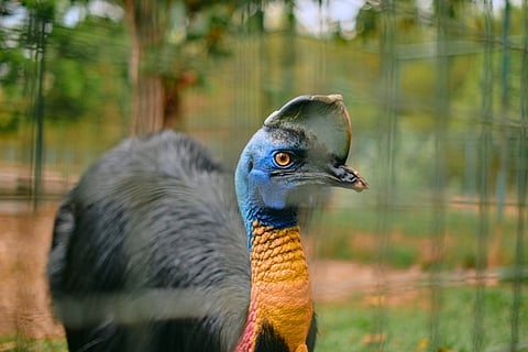 The endemic 'Cassowary Bird in Australia