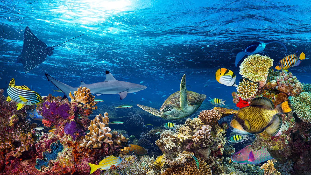 The Coral Sea