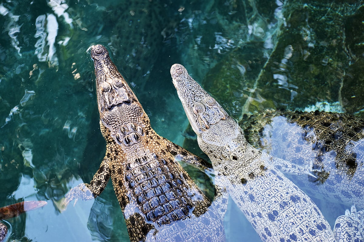 Juvenile crocodiles in water