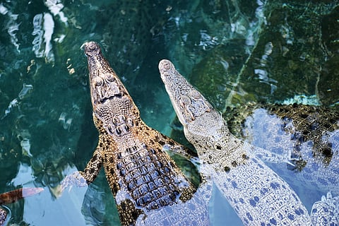 Juvenile crocodiles in water