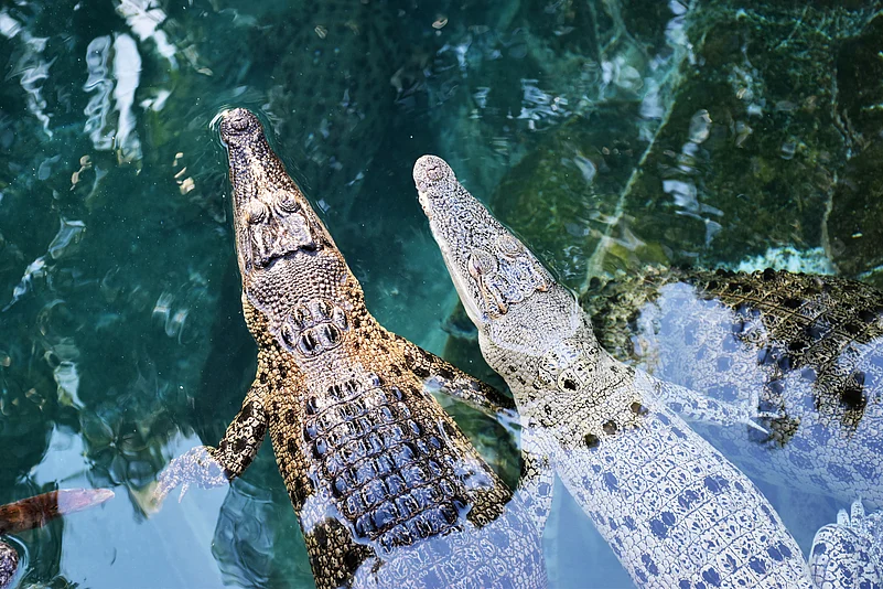 Juvenile crocodiles in water