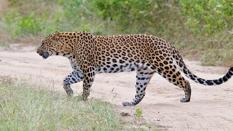 A leopard in Jhalana