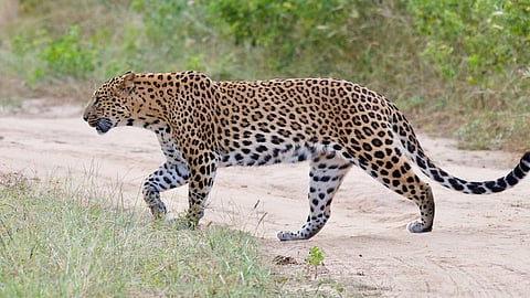 A leopard in Jhalana