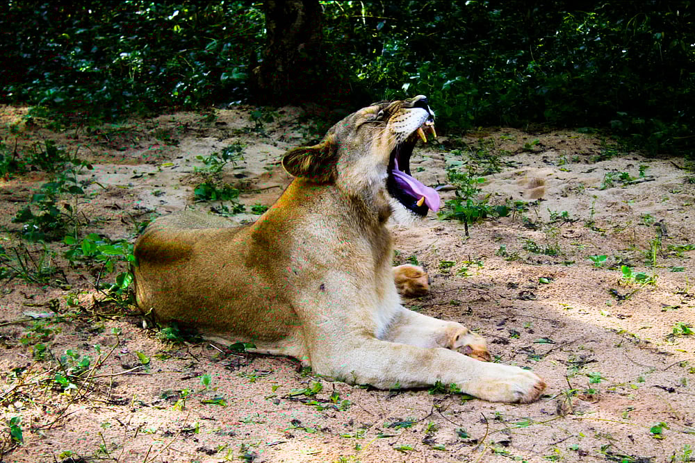 Lioness at Balukhand Wildlife Sanctuary