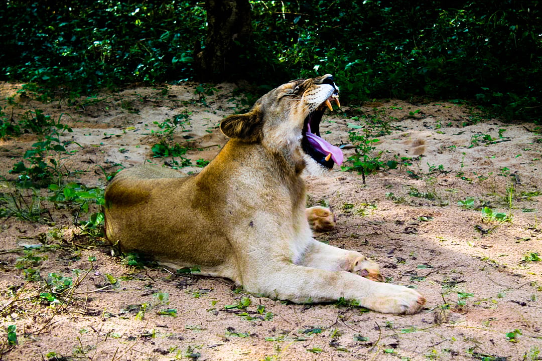 Lioness at Balukhand Wildlife Sanctuary