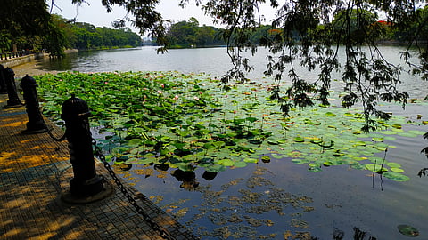 The many water bodies and wetlands such as Rabindra Sarovar in Kolkata attract winged visitors