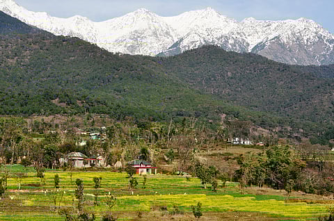 Terraced mustard fields in Kangra valley, Himachal Pradesh