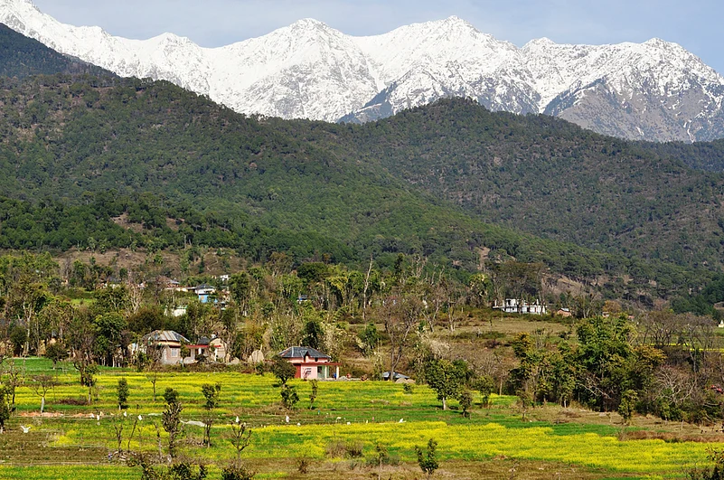 Terraced mustard fields in Kangra valley, Himachal Pradesh
