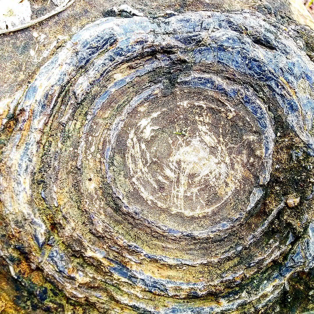 Ancient tree fossils at Sonbhadra 