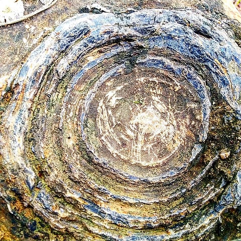 Ancient tree fossils at Sonbhadra