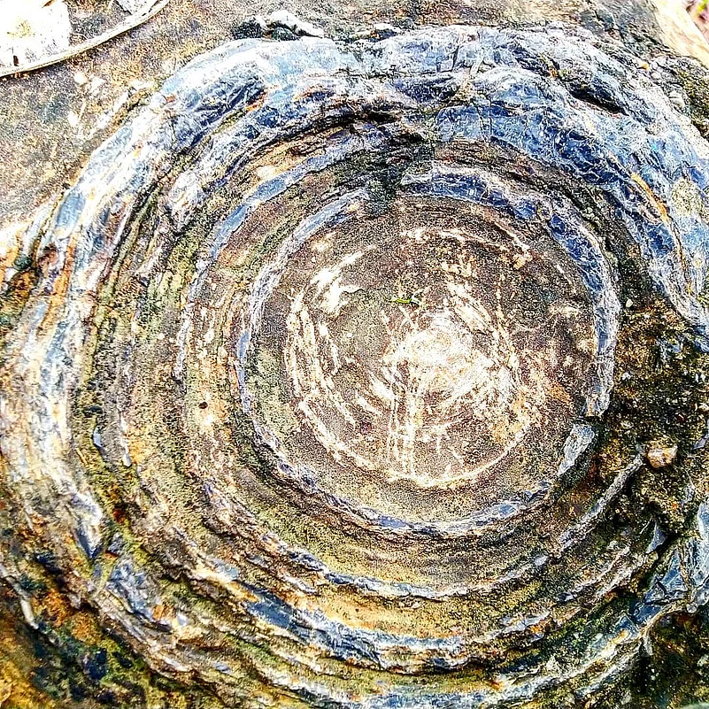 Ancient tree fossils at Sonbhadra
