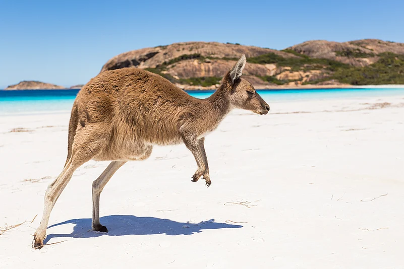 Kangaroo jumping on a beach in Australia