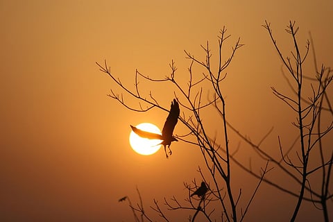 At the Yamuna Biodiversity Park Bird Sanctuary