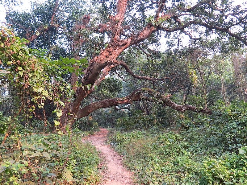 Chintamani Kar Bird Sanctuary 