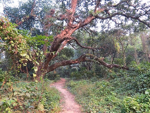 Chintamani Kar Bird Sanctuary 
