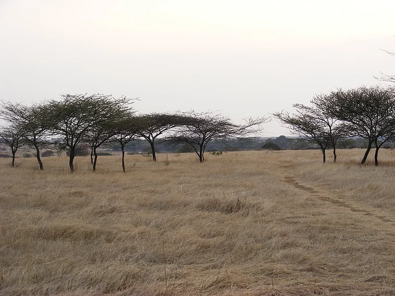 Nannaj Bustard Sanctuary, Solapur, Maharashtra