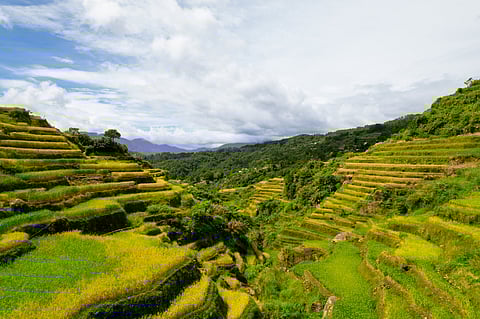 Rice terraces at Ifugao region