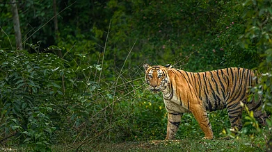 wildtales/Shutterstock : A tiger in Bandipur National Park