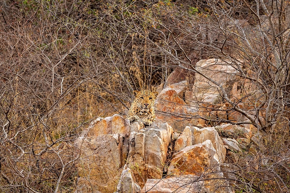 Leopard at Mount Abu Wildlife Sanctuary