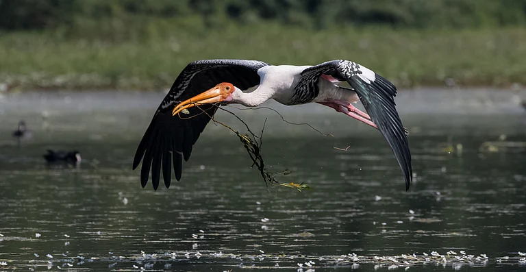 A painted stork flying with nesting materials at Sultanpur National Park in Gurugram - Abhishek Mittal/Shutterstock