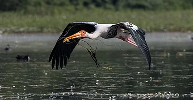Abhishek Mittal/Shutterstock : A painted stork flying with nesting materials at Sultanpur National Park in Gurugram