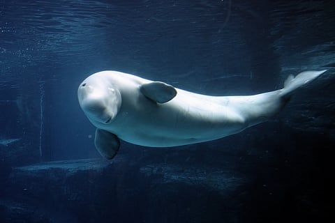 Beluga whale