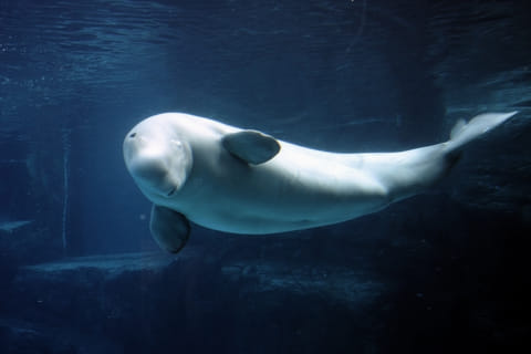 Beluga whale