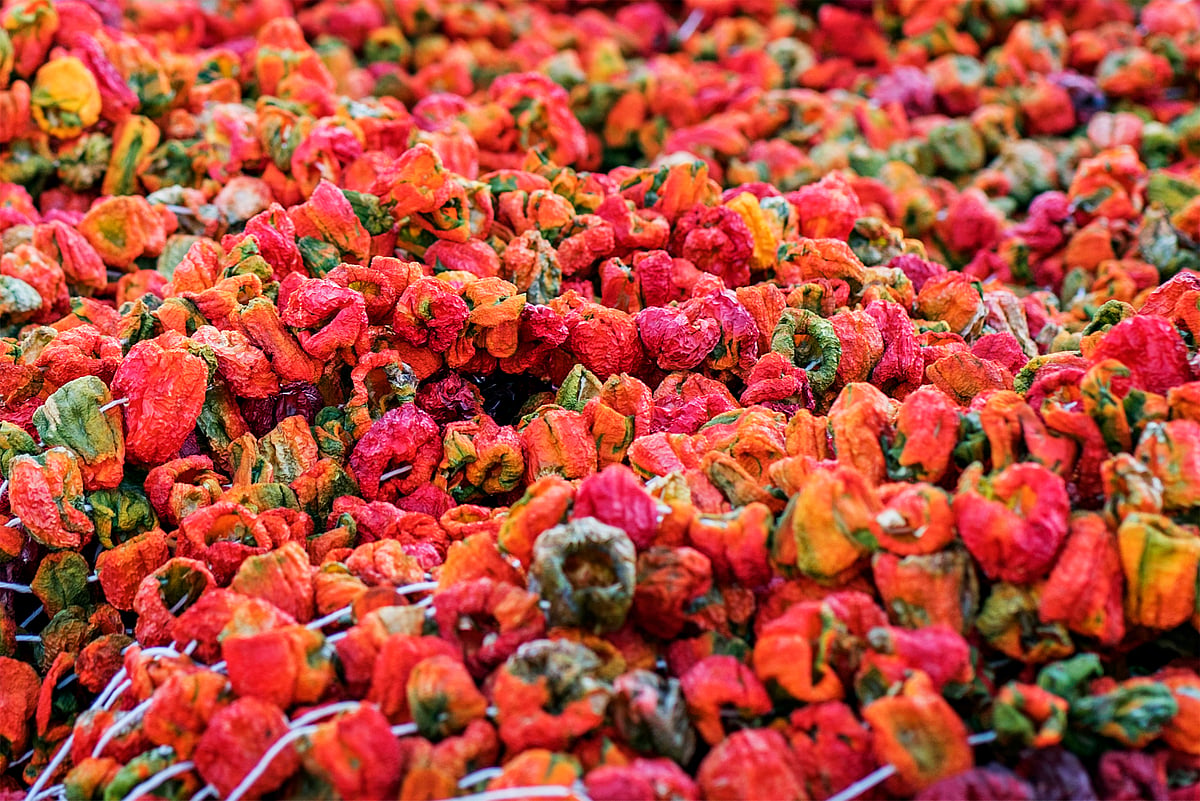 Dried Isot Pepper