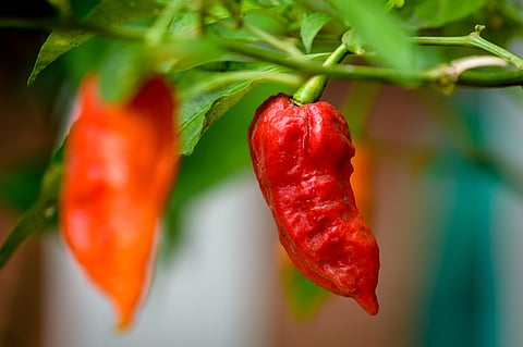 The fiery Bhoot Jholokia pepper