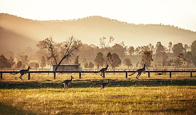 Shutterstock : Kangaroos at Hunter Valley