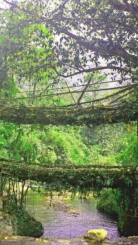 Umshiang Root Bridge