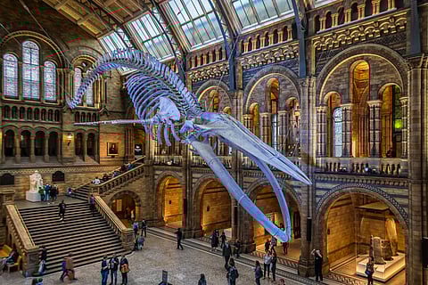 Natural History Museum