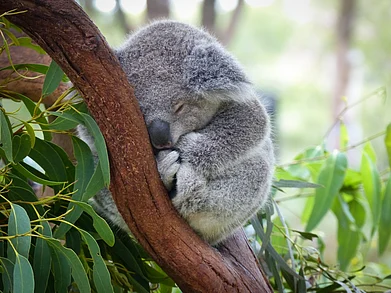 Shutterstock : Koala