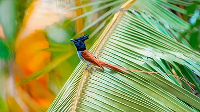 Shutterstock : Indian paradise flycatche