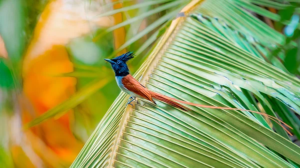 Shutterstock : Indian paradise flycatche