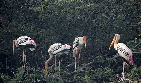 Painted storks at Sultanpur National Park