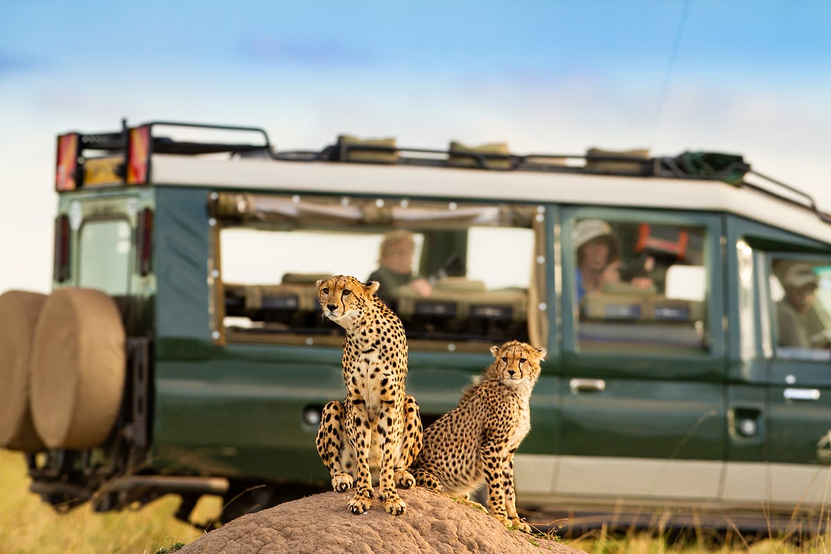 Cheetah at Maasai Mara with onlooking tourist