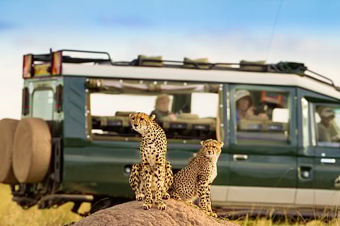 Cheetah at Masai Mara with onlooking tourist